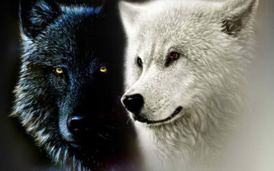 The Tale of Two Wolves