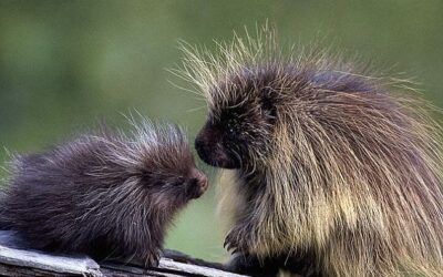 Porcupines