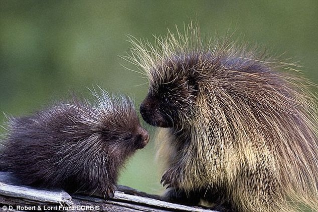 Porcupines